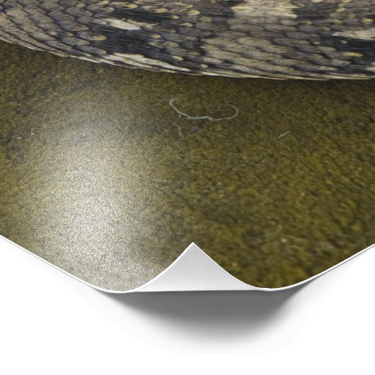 De Afrikaanse Puff-adder Bitis van Snake Charmer Foto Afdruk (Hoek)