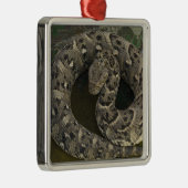 De Afrikaanse Puff-adder Bitis van Snake Charmer Metalen Ornament (Rechts)