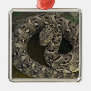 De Afrikaanse Puff-adder Bitis van Snake Charmer Metalen Ornament
