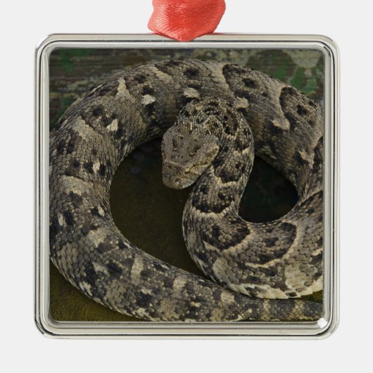 De Afrikaanse Puff-adder Bitis van Snake Charmer Metalen Ornament (Voorkant)