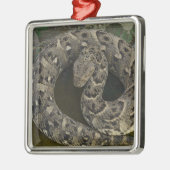 De Afrikaanse Puff-adder Bitis van Snake Charmer Metalen Ornament (Links)