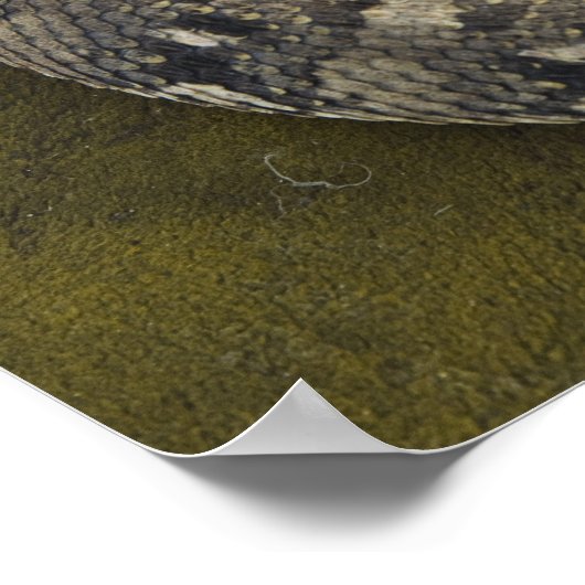 De Afrikaanse Puff-adder Bitis van Snake Charmer Poster (Hoek)