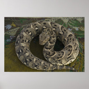 De Afrikaanse Puff-adder Bitis van Snake Charmer Poster
