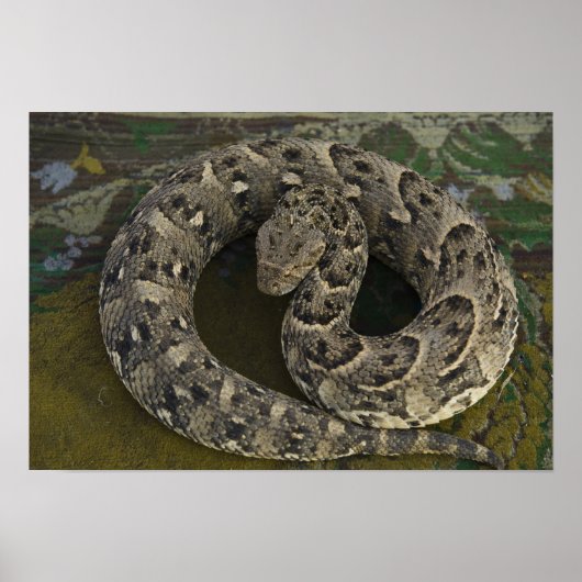 De Afrikaanse Puff-adder Bitis van Snake Charmer Poster (Voorkant)