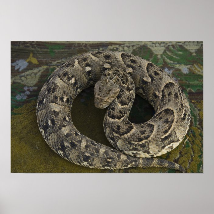 De Afrikaanse Puffadder Bitis van Snake Charmer Poster Zazzle.nl