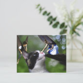De airys en de Kitty Cat Post Card Briefkaart (Staand voorkant)