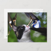 De airys en de Kitty Cat Post Card Briefkaart (Voorkant / Achterkant)