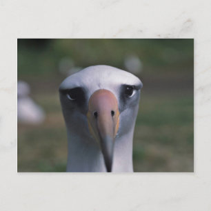 De albatros van Laysan Briefkaart