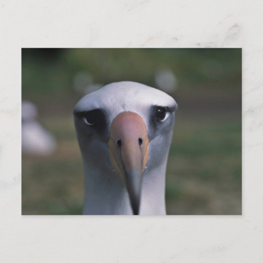 De albatros van Laysan Briefkaart (Voorkant)
