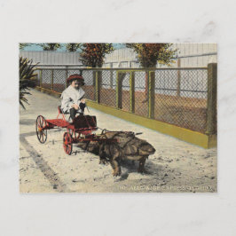 De Alligator Go-Cart-Ansichtskaart Briefkaart