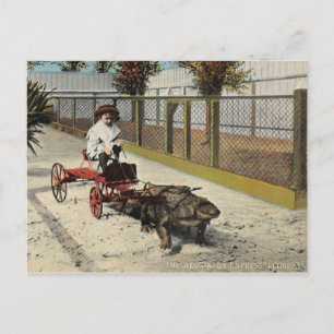 De Alligator Go-Cart-Ansichtskaart Briefkaart