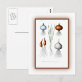 De Allium-familie Briefkaart (Voorkant / Achterkant)
