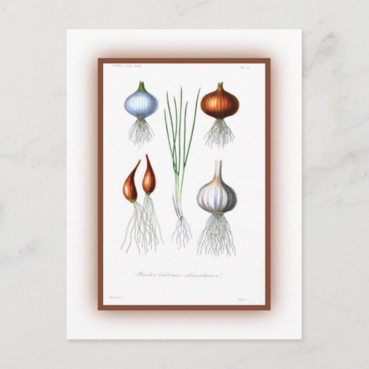 De Allium-familie Briefkaart (Voorkant)