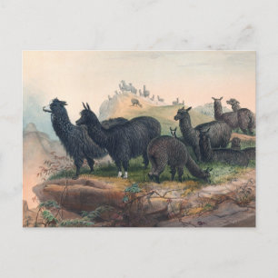 De Alpaca van Joseph Wolf Briefkaart