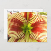 De Amaryllis van de vlinder Briefkaart (Voorkant / Achterkant)