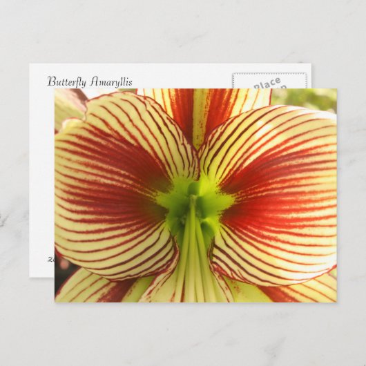 De Amaryllis van de vlinder Briefkaart (Voorkant / Achterkant)