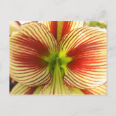 De Amaryllis van de vlinder Briefkaart (Voorkant)
