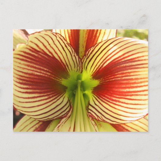 De Amaryllis van de vlinder Briefkaart (Voorkant)
