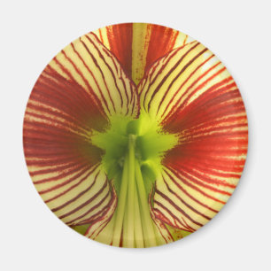De Amaryllis van de vlinder Magneet