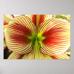 De Amaryllis van de vlinder Poster