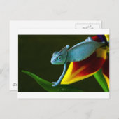 De Amazing Chameleon Briefkaart (Voorkant / Achterkant)