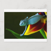 De Amazing Chameleon Briefkaart (Voorkant)
