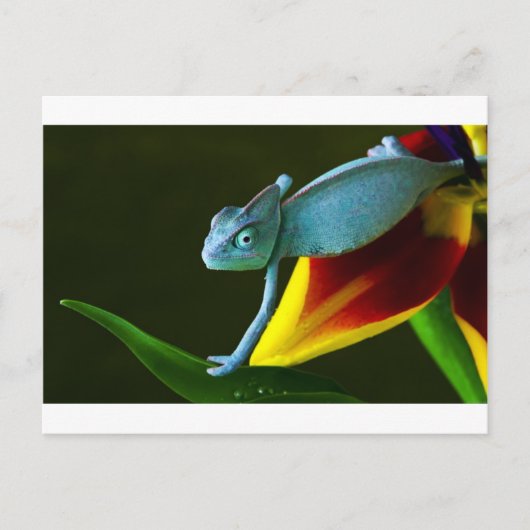 De Amazing Chameleon Briefkaart (Voorkant)