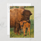 De Amerikaans koe van de Bizon en kalf, Briefkaart (Voorkant / Achterkant)
