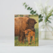 De Amerikaans koe van de Bizon en kalf, Briefkaart (Staand voorkant)