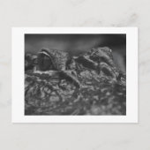 De Amerikaanse Alligator van het BRIEFKAART - (Voorkant)
