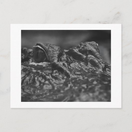 De Amerikaanse Alligator van het BRIEFKAART - (Voorkant)