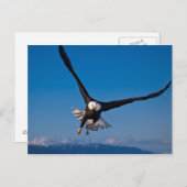 De Amerikaanse Bald Eagle Briefkaart (Voorkant / Achterkant)