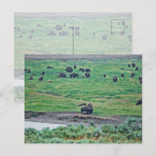 De Amerikaanse Bison Briefkaart (Voorkant / Achterkant)