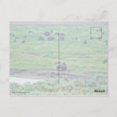 De Amerikaanse Bison Briefkaart (Achterkant)