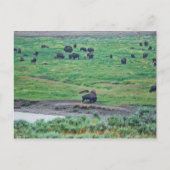 De Amerikaanse Bison Briefkaart (Voorkant)