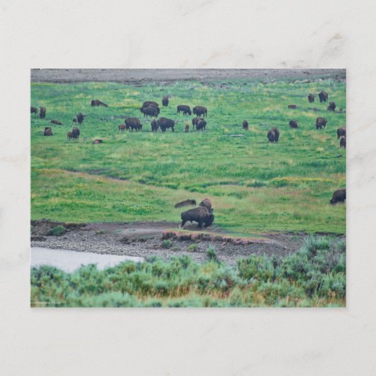 De Amerikaanse Bison Briefkaart (Voorkant)