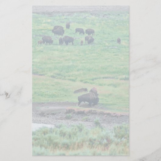 De Amerikaanse Bison Briefpapier (Voorkant)