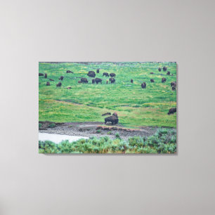 De Amerikaanse Bison Canvas Afdruk