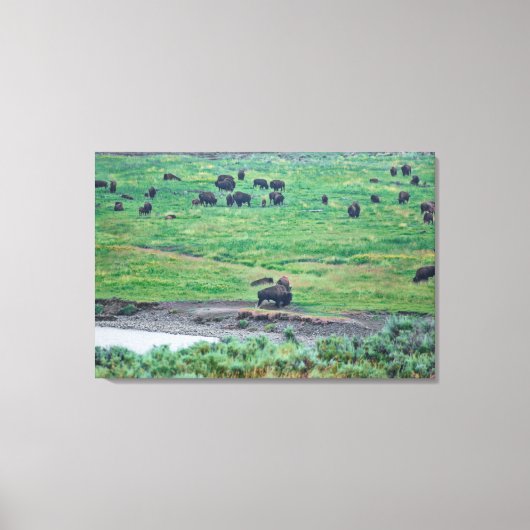 De Amerikaanse Bison Canvas Afdruk (Voorkant)
