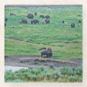 De Amerikaanse Bison Glazen Onderzetter