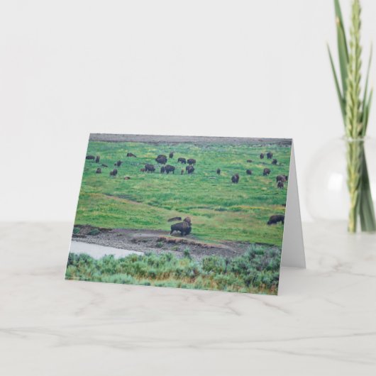 De Amerikaanse Bison Kaart (Voorkant)