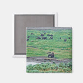De Amerikaanse Bison Magneet (Voorkant / Achterkant)