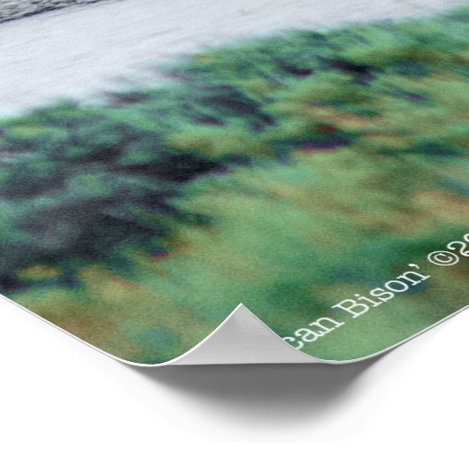 De Amerikaanse Bison Poster (Hoek)