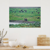 De Amerikaanse Bison Poster (Keuken)