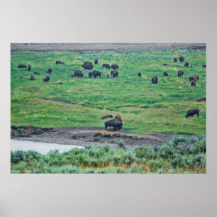De Amerikaanse Bison Poster