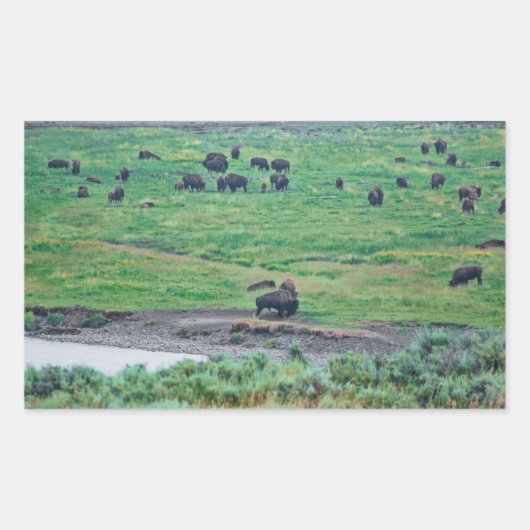De Amerikaanse Bison Rechthoekige Sticker (Voorkant)
