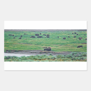 De Amerikaanse Bison Rechthoekige Sticker