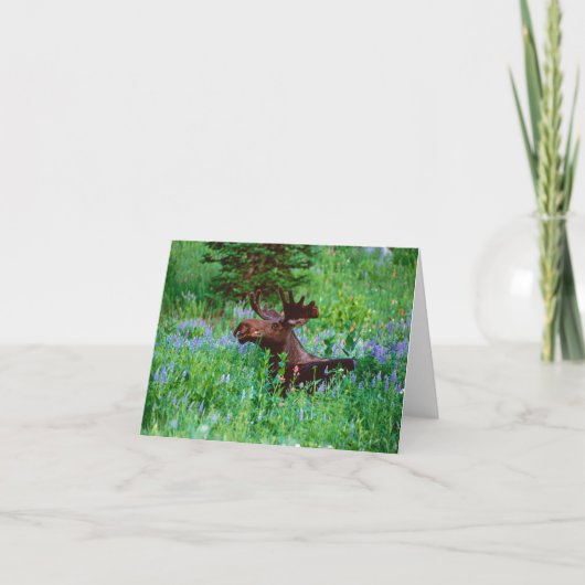 De Amerikaanse elanden van de stier in de Kaart (Voorkant)