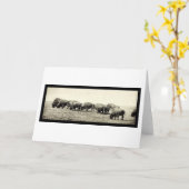 De Amerikaanse Foto 1906 van de Buffels van de Kaart (Gele Bloem)