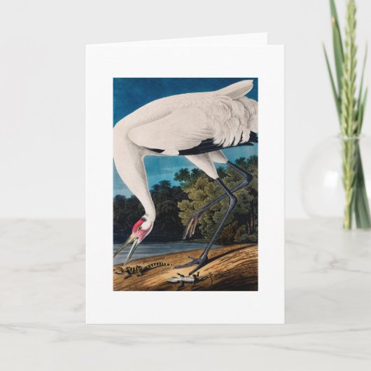 De Amerikaanse Kraan Hooping van Audubon Kaart (Voorkant)